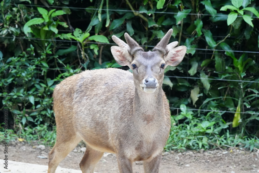 The Javan rusa (Rusa timorensis), or Sunda sambar is native to the Indonesian islands of Java, Bali and Timor. It is occupied in a habitat similar to that of the Chital of India The Javan rusa (Rusa timorensis), or Sunda sambar is native to the Indonesian islands of Java, Bali and Timor. It is occupied in a habitat similar to that of the Chital of India