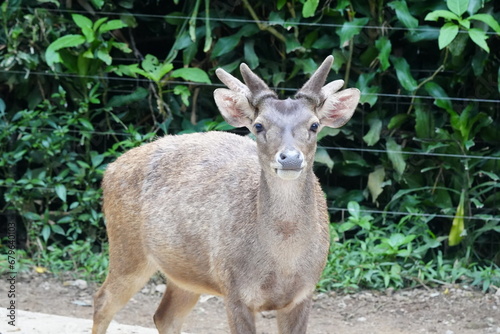 Fototapeta Naklejka Na Ścianę i Meble -  The Javan rusa (Rusa timorensis), or Sunda sambar is native to the Indonesian islands of Java, Bali and Timor. It is occupied in a habitat similar to that of the Chital of India