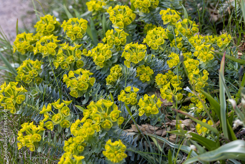 Green flowers of Myrtle Euphorbia myrsinites, the myrtle spurge, blue spurge or broad-leaved glaucous-spurge photo