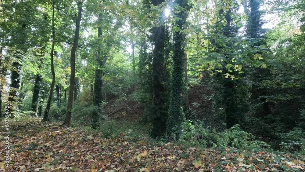 Autumn in the park with fallen leaves and trees