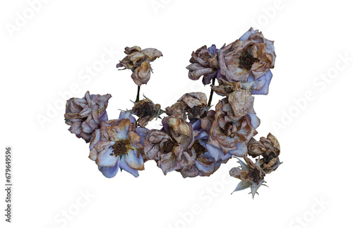 Dried rose on a white background