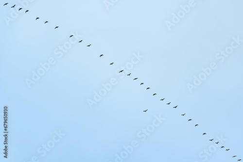 Flying formation of migrating geese with one bird standing out of the crowd