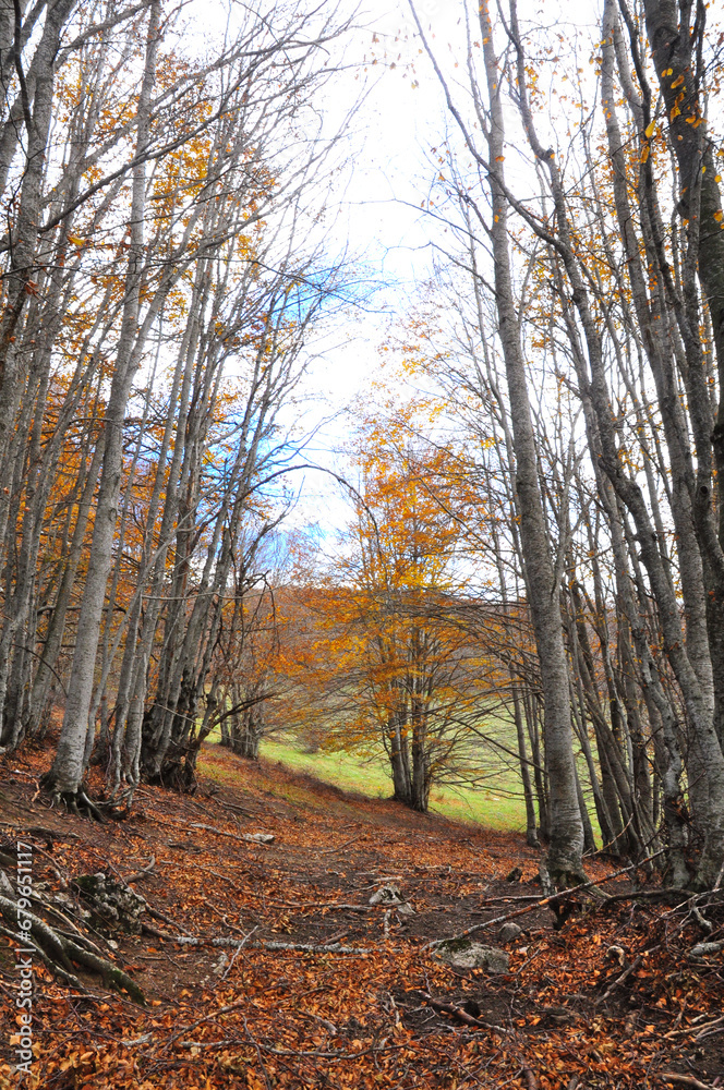 foto verticale di faggi durante l'autunno nel bosco