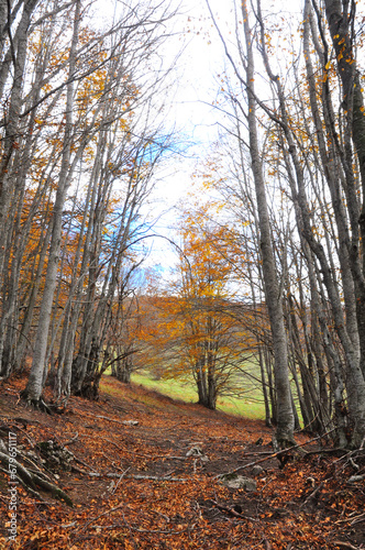 foto verticale di faggi durante l'autunno nel bosco