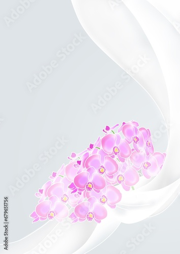 胡蝶蘭のカード用イラスト　縦