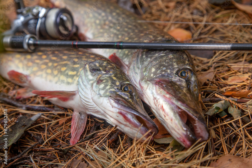 Freshwater pike fish. Two freshwater pike fish and fishing rod with reel on yellow leaves at autumn time.. Freshwater pike fish. Two freshwater pike fish and fishing rod with reel on yellow leaves at autumn time..