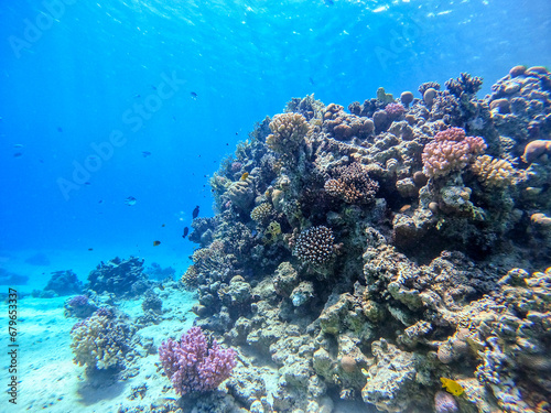 Fototapeta Naklejka Na Ścianę i Meble -  Underwater life of reef with corals and tropical fish. Coral Reef at the Red Sea, Egypt.