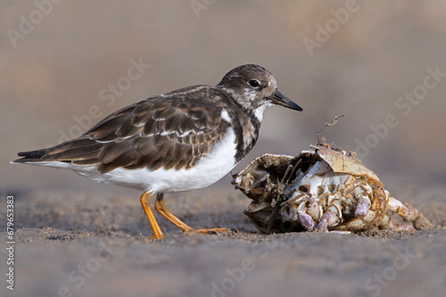 Ruddy Turnstone (Arenaria interpres) foraging for food next to a harbour on the East Yorkshire coast