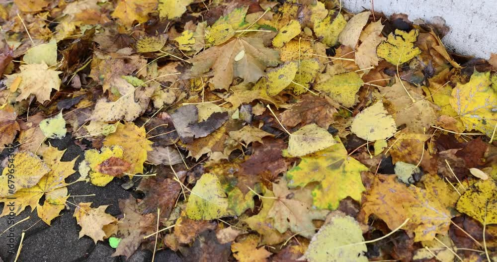 Road with withered fallen leaves on side of road to tops of autumn trees Road with withered fallen leaves on side of road to tops of autumn trees