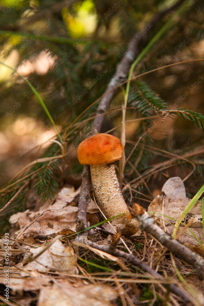 Red boletus mushroom in the wild. Red boletus mushroom grows in pine tree forest at autumn season.. Red boletus mushroom in the wild. Red boletus mushroom grows in pine tree forest at autumn season..