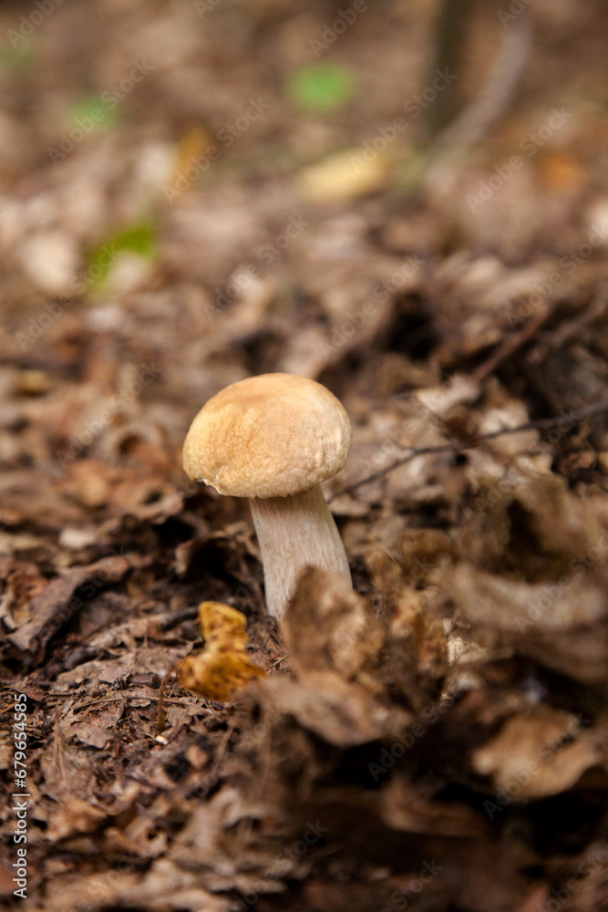 Single Boletus mushroom in the wild. Porcini mushroom grows on the forest floor at autumn season.. Single Boletus mushroom in the wild. Porcini mushroom grows on the forest floor at autumn season..