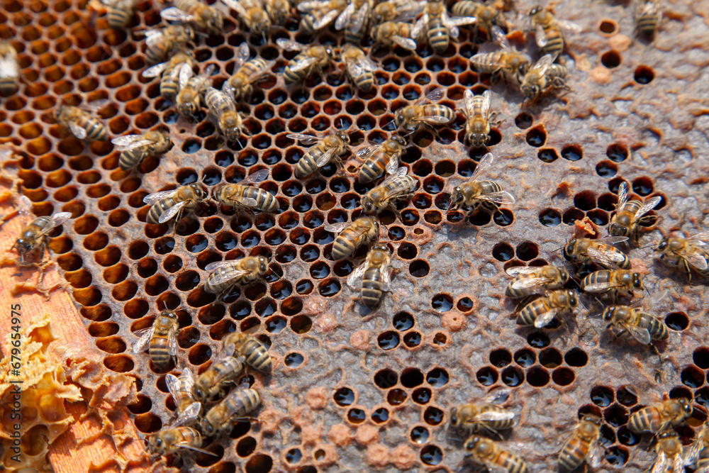 Working bee on the honeycomb with sweet honey.. Working bee on the honeycomb with sweet honey..