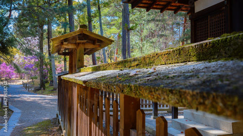 Kyoto, Japan - March 31 2023: Ninnaji is one of Kyoto's great temples listed as World Heritage Sites famous for Omuro Cherries, late blooming cherry trees. photo