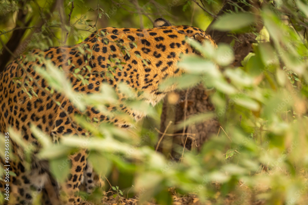 Indian wild male leopard or panther or panthera pardus fusca camouflage in monsoon green grass in safari at national park or reserve forest of india asia