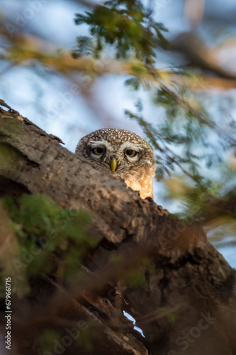 spotted owlet or Athene brama closeup or portrait with eye contact or peekaboo moment from nest or hollow in tree during winter season safari in forest of india asia