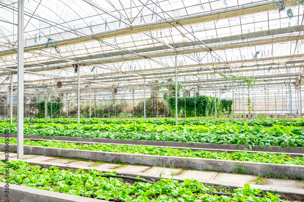 Organic vegetables grown in greenhouses