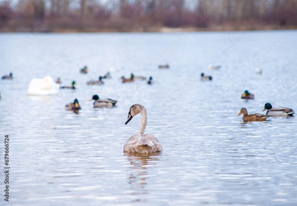 Fototapeta premium Beautiful white swans, both individually and in groups, peacefully gliding across the lake. 