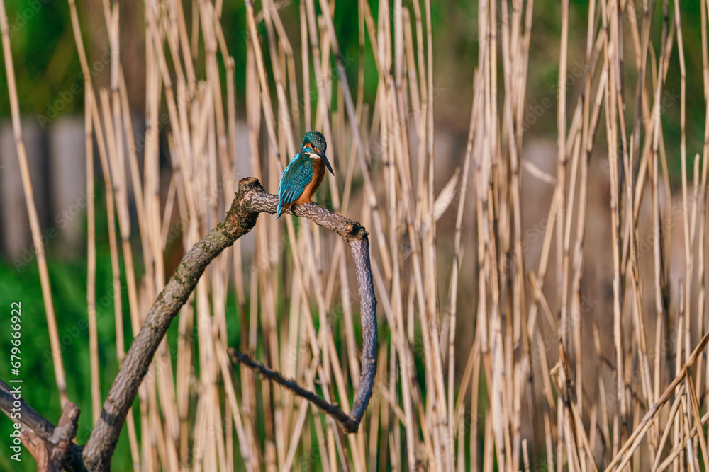 カワセミ 美しい鳥 カワセミ 美しい鳥