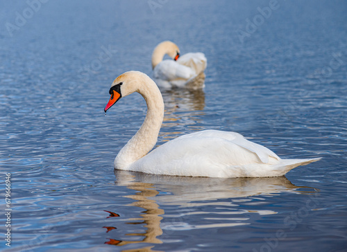 An elegant white swan gracefully arching its neck on the water.