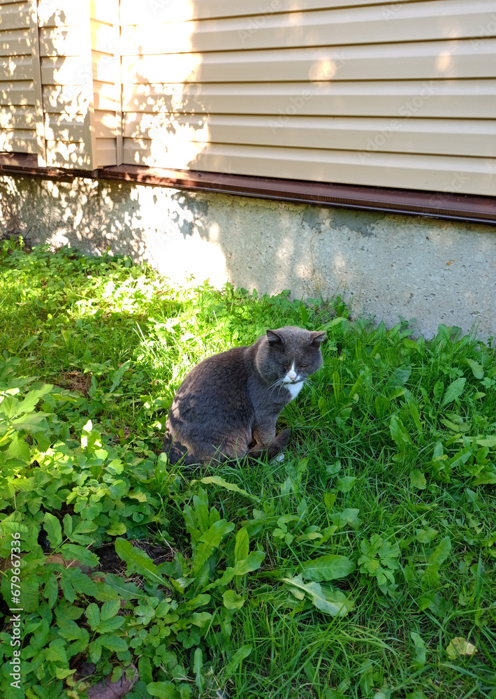 A gray homeless lonely cat sits on the grass in front of a rural house. Vertical photo, general plan