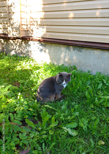 A gray homeless lonely cat sits on the grass in front of a rural house. Vertical photo, general plan