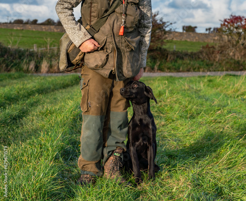 Working dogs at a gun dog kennels