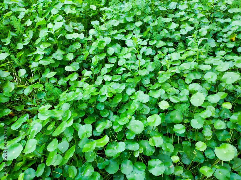 Green aquatic plants growing along the pond. Green aquatic plants growing along the pond.
