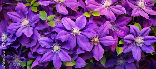 A Beautiful Bouquet of Vibrant Purple Flowers With Lush Green Leaves Created With Generative AI Technology © Zamin