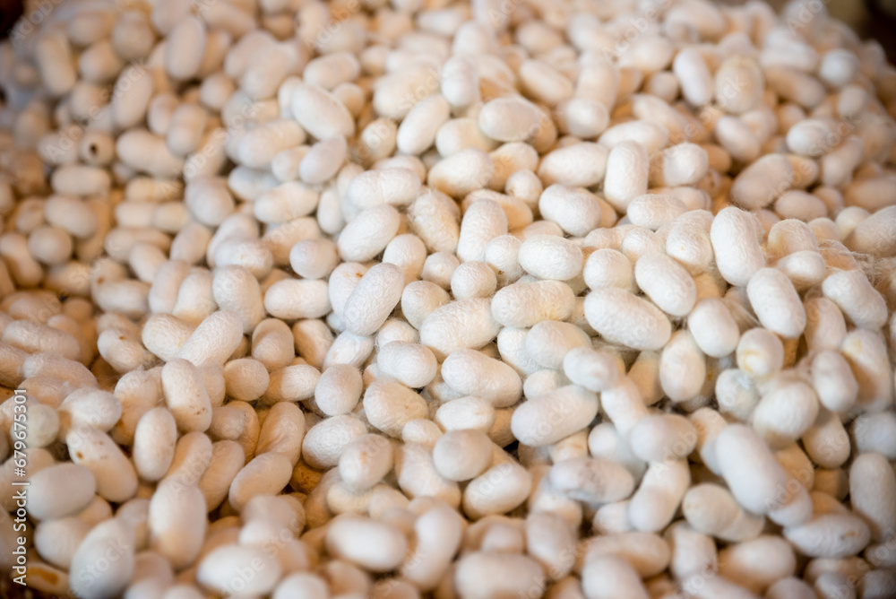cocoons of white silkworms bred to produce silk. raw silk , High quality photo cocoons of white silkworms bred to produce silk. raw silk , High quality photo