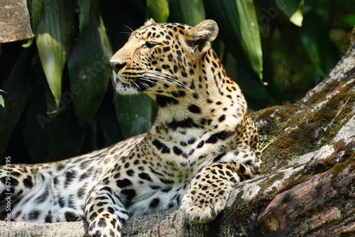 Leopards are large  solitary cats belonging to the genus Panthera and are renowned for their strength  agility  and adaptability. They are one of the  big cats  along with lions  tigers     