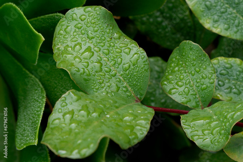 Green carob leaves with water drops on a rainy day in autumn