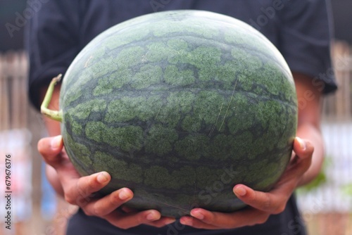 A man holds a watermelon in his hands in a garden