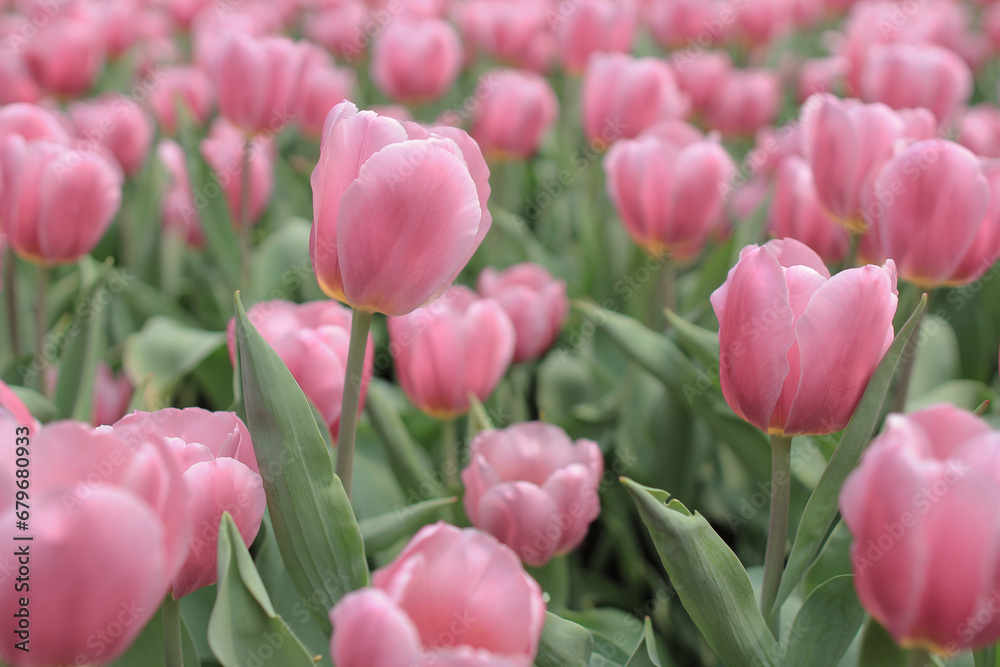 Tulipa gesneriana, a nature landscape at hong kong Tulipa gesneriana, a nature landscape at hong kong