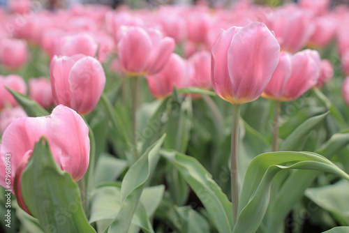 Tulipa gesneriana  a nature landscape at hong kong