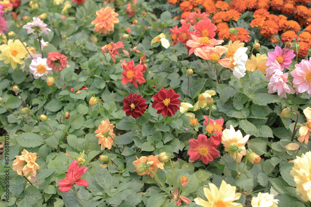 Naklejka premium a Daisies, at Victoria Park hong kong