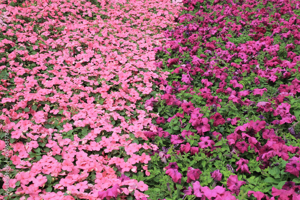 Naklejka premium the Viola tricolor, at Victoria Park hong kong