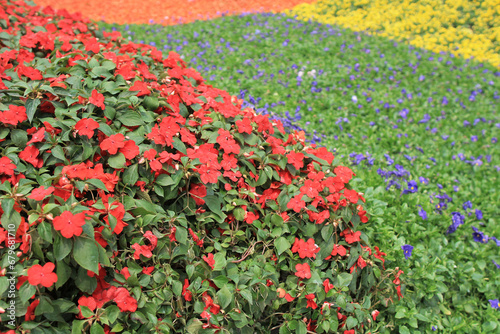 the Viola tricolor, at Victoria Park hong kong photo