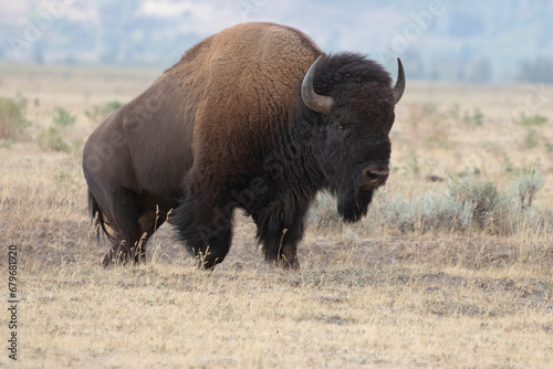 Bison standing in grass with mountains in background