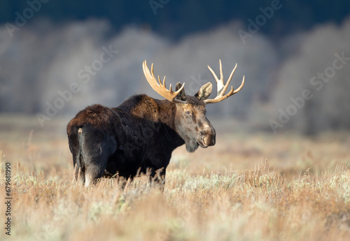 Bull moose in meadow of sagebrush and tree background