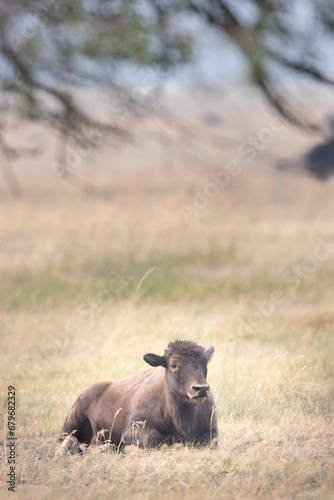 Bison laying in grass with mountains in background © moosehenderson