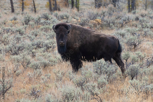 bison standing in sagebrush on hill with trees