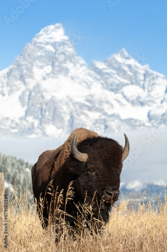 Photography Bison standing in grass with mountains in background