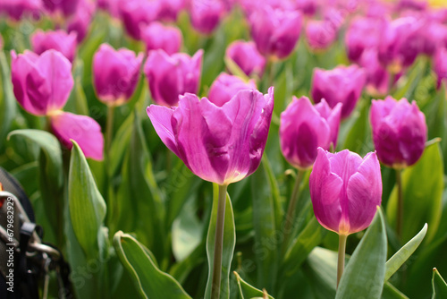 a Tulipa gesneriana  the flower bed at garden