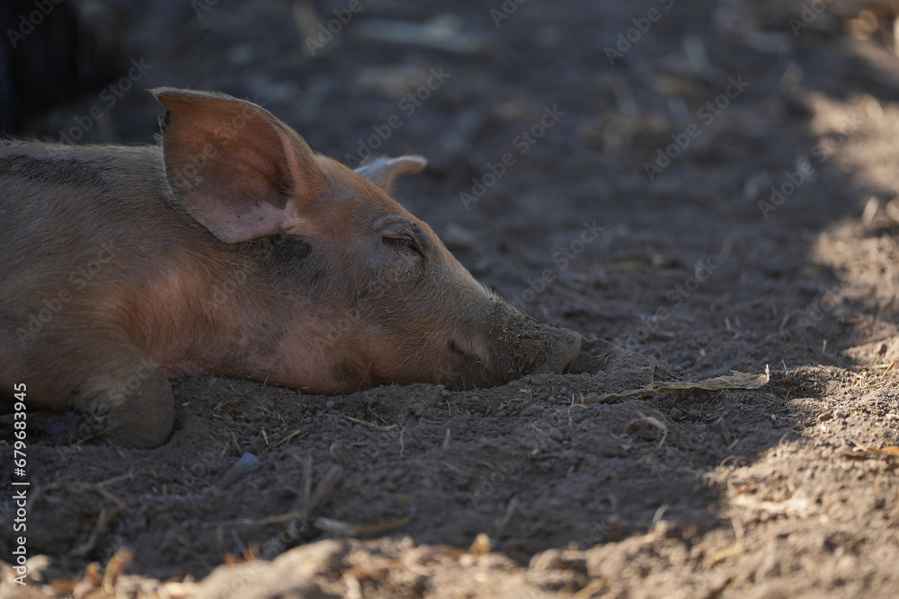 Mangalita breed pig raised outdoors. The Mangalița domestic pig breed is of Serbian and Hungarian origin. It is a specialized breed for fat production. Mangalita breed pig raised outdoors. The Mangalița domestic pig breed is of Serbian and Hungarian origin. It is a specialized breed for fat production.