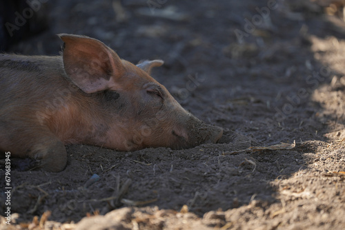 Mangalita breed pig raised outdoors. The Mangalița domestic pig breed is of Serbian and Hungarian origin. It is a specialized breed for fat production.