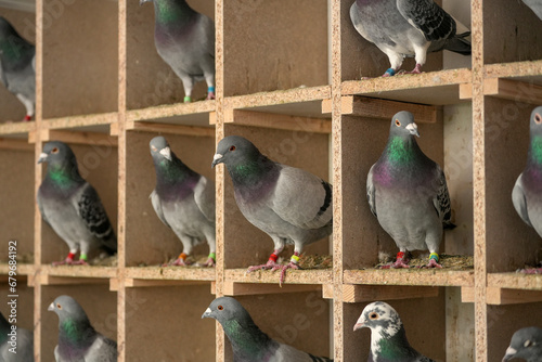 carrier pigeons before a pigeon competition. champion pigeons.