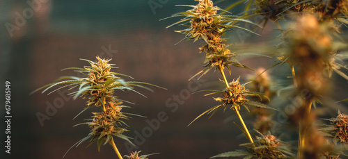 Marijuana buds at the end of the flowering stage