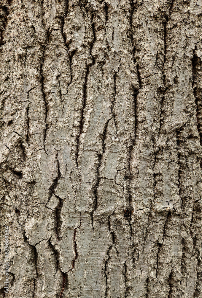 Bark surface texture of an oak tree Bark surface texture of an oak tree