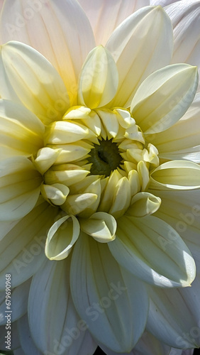 dreamy dahlia