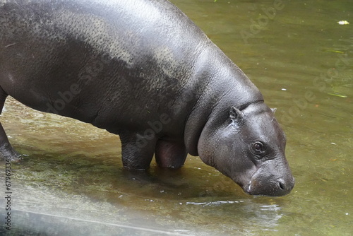 The Pygmy Hippopotamus (Choeropsis liberiensis or Hexaprotodon liberiensis) is a small, elusive, and primarily nocturnal mammal native to the forests |倭河馬|侏儒河馬